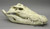 Saltwater Crocodile Skull