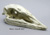 Elephant Bird Skull