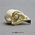 American Kestrel Skull