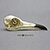 Road Runner Skull