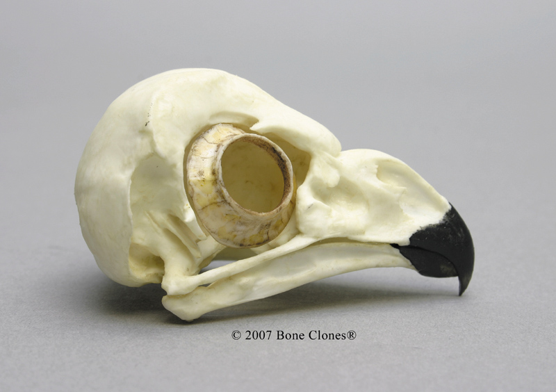 owl skull