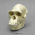Female Chimpanzee Skull