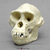 Male Bonobo Skull Replica