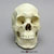 Human Male Asian Skull