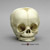 4-month-old Human Child Skull