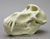 Male Chacma Baboon Skull
