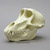 Female Chacma Baboon Skull