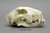 White Bull Terrier Skull