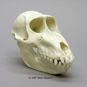 Female Mandrill Baboon Skull Replica BC-261