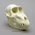 Female Mandrill Baboon Skull