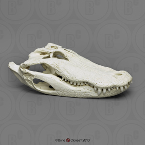 29 1/2 Inch Alligator Skull BC-262