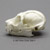 Slow Loris Skull