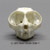 Slender Loris Skull