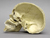 Human Sagittal Cut Half Skull