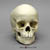 6-year-old Human Child Skull