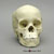 13-year-old Human Child Skull