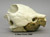 Alligator Snapping Turtle Skull BC-271