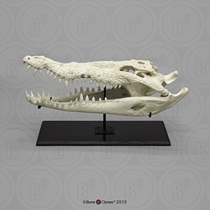American Crocodile Skull BC-272