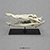 American Crocodile Skull BC-272