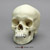 9-year-old Human Child Skull