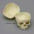 Fetal Human Skull 40 1/2 weeks (full term)with Calvarium Cut