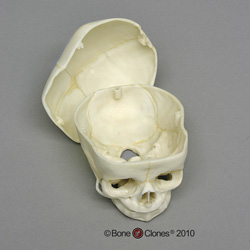 Fetal Human Skull BC-281