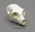 Indri Skull BC-282