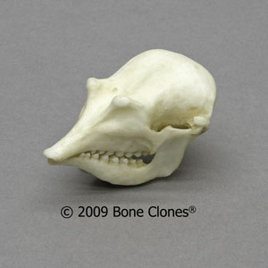 Fairy Armadillo Skull BC-283