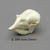 Fairy Armadillo Skull BC-283