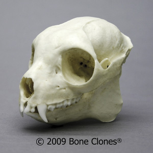 Sifaka Lemur Skull BC-284