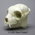 Sifaka Lemur Skull BC-284