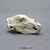 Brown Grizzly Bear Skull