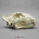 Extra Large African Lion Skull