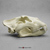 Extra Large African Lion Skull BC-286