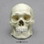 Human Male Asian Robust Skull BC-287