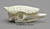 Common Armadillo Skull BC-288
