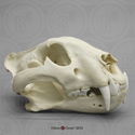 Bengal Tiger Skull