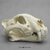Bengal Tiger Skull BC-289