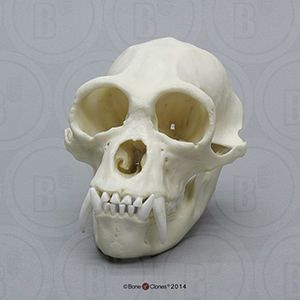 Male Siamang Skull BC-290