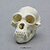 Male Siamang Skull BC-290