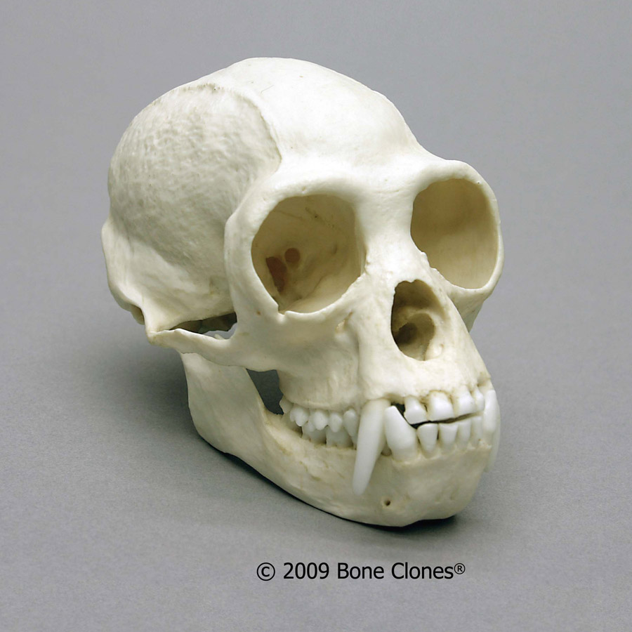 White-Handed Gibbon Skull - Bone Clones, Inc. - Osteological Reproductions