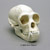 Male Gibbon Skull BC-291