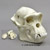 Chimpanzee Male Skull with Calvarium Cut BC-292