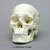 Human Male European Skull with Calvarium Cut and Numbered BC-293