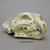 Ancestral Lion Panthera palaeosinensis Skull