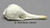 Echidna Skull BC-296