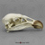 Andean Condor Skull BC-297