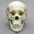Human Male Adolescent Skull with Calvarium Cut BC-301