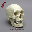 Human Male Polynesian Skull BC-302