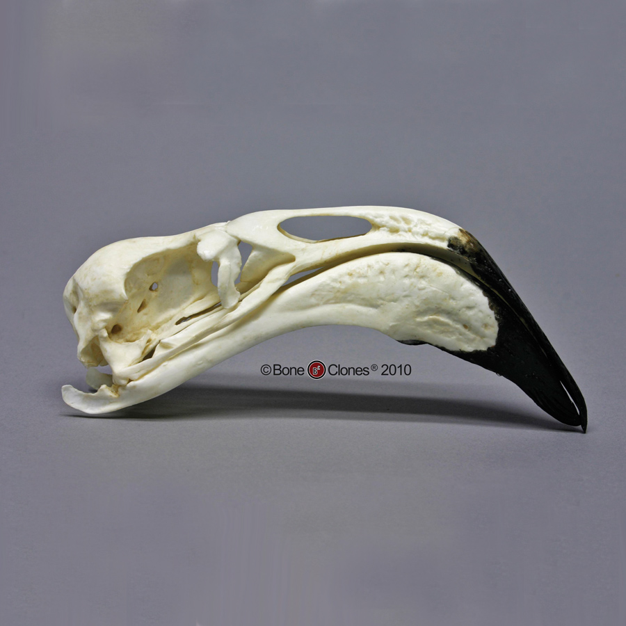 Flamingo Skull - Bone Clones, Inc. - Osteological Reproductions